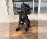 Small Photo #6 Cane Corso Puppy For Sale in HEMET, CA, USA
