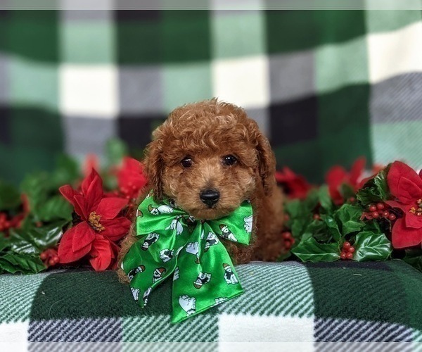 Medium Photo #6 Poodle (Miniature) Puppy For Sale in LEOLA, PA, USA