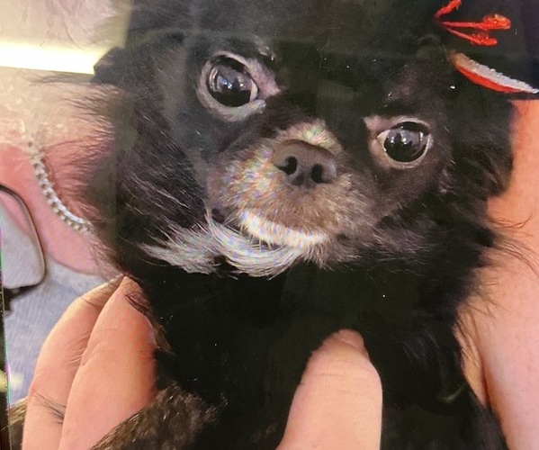 Medium Photo #1 Chihuahua Puppy For Sale in WHALEYVILLE, MD, USA