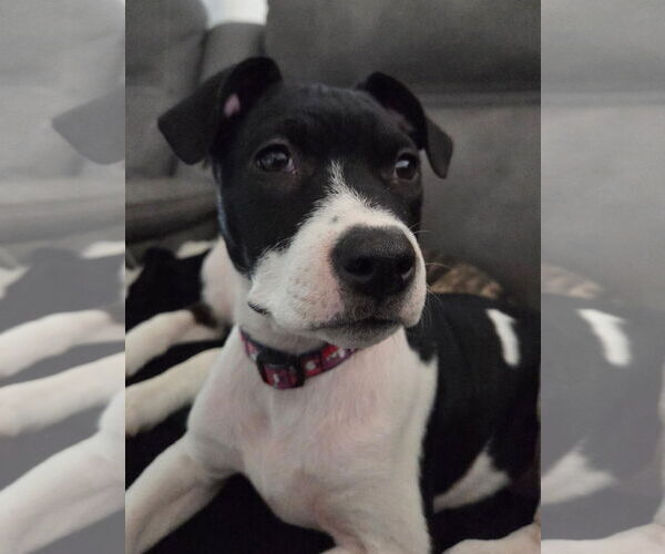 Medium Photo #1 Mutt Puppy For Sale in Fort Collins, CO, USA