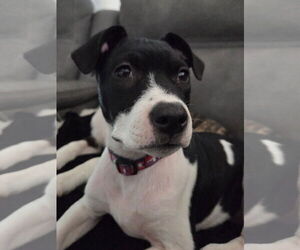 Mutt Dogs for adoption in Fort Collins, CO, USA