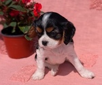 Small Photo #9 Cavalier King Charles Spaniel Puppy For Sale in GOSHEN, IN, USA