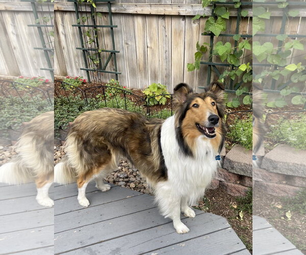 Medium Photo #2 Collie Puppy For Sale in Pueblo West, CO, USA