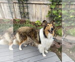 Small #1 Collie
