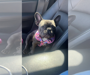 Mother of the French Bulldog puppies born on 03/22/2025