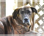 Small #4 Plott Hound Mix