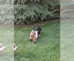 Small Photo #7 Basset Hound Puppy For Sale in ALPINE, UT, USA