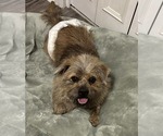Small #2 Cairn Terrier Mix
