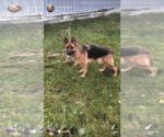 Small Photo #1 German Shepherd Dog Puppy For Sale in MONEE, IL, USA