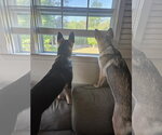 Small #1 German Shepherd Dog