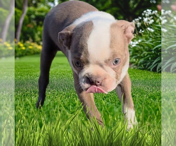 Medium Photo #1 Boston Terrier Puppy For Sale in LAKELAND, FL, USA