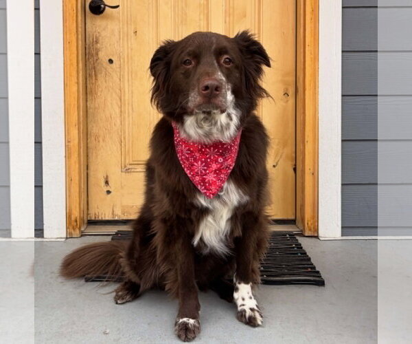 Medium Photo #24 Mutt Puppy For Sale in Sandy, UT, USA