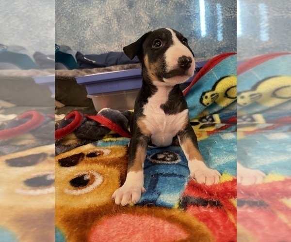 Medium Photo #1 Bull Terrier Puppy For Sale in MARYSVILLE, KS, USA