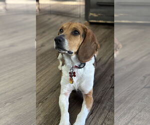 Beagle Dogs for adoption in Tampa, FL, USA