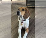 Small Beagle