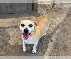 Medium Beagle Mix
