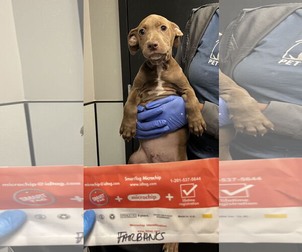 Medium Photo #3 Mutt Puppy For Sale in Sanford, FL, USA