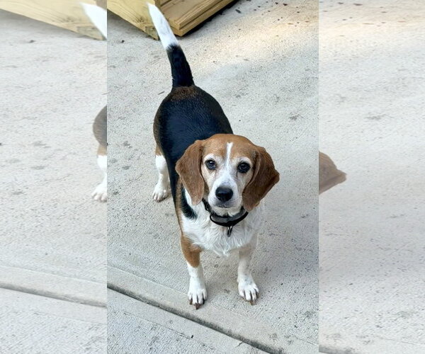 Medium Photo #1 Beagle Puppy For Sale in Arlington, VA, USA