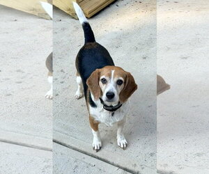 Beagle Dogs for adoption in Arlington, VA, USA