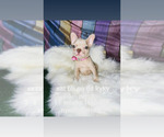 Small Photo #2 French Bulldog Puppy For Sale in CAPE CORAL, FL, USA