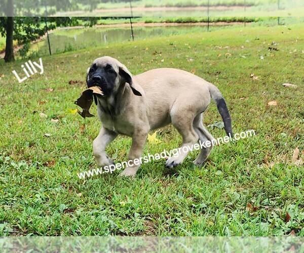 Medium Photo #3 Mastiff Puppy For Sale in CABOOL, MO, USA