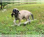 Small #2 Mastiff