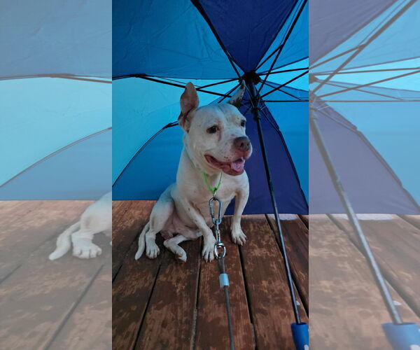 Medium Photo #3 Mutt Puppy For Sale in Shelburne, VT, USA