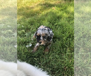Cocker Spaniel-Poodle (Miniature) Mix Puppy for sale in ROUSEVILLE, PA, USA