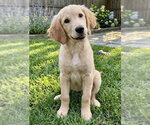 Small #2 Goldendoodle (Miniature)