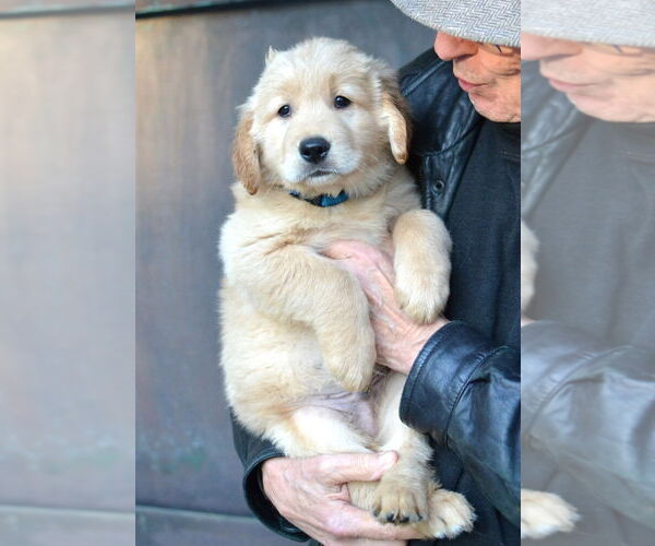 Medium Photo #3 Golden Retriever Puppy For Sale in Germanton, TN, USA