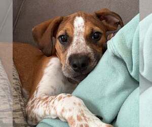 Mutt Dogs for adoption in Woodbury, NY, USA