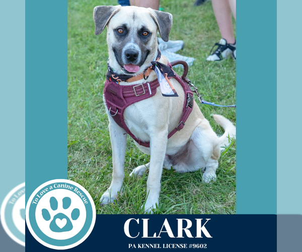 Medium Photo #19 Labrador Retriever-Unknown Mix Puppy For Sale in Kimberton, PA, USA