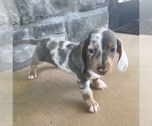 Dachshund Puppy for sale in HAVEN, KS, USA