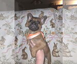 Small #4 French Bulldog Mix