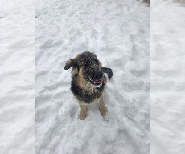 Medium Photo #3 German Shepherd Dog-Unknown Mix Puppy For Sale in Thomasville, NC, USA