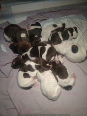 German Shorthaired Pointer Puppy for sale in FULDA, MN, USA