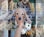 Small Photo #13 Goldendoodle Puppy For Sale in ZEBULON, NC, USA