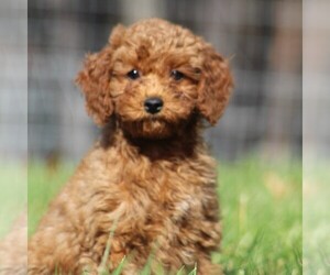 Cavapoo Puppy for sale in AUGUSTA, WV, USA