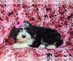 Small Photo #6 Miniature Bernedoodle Puppy For Sale in GLEN ROCK, PA, USA