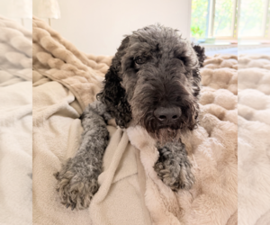 Poodle (Standard)-Unknown Mix Dogs for adoption in Brooklyn, NY, USA