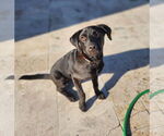 Small #9 Rottweiler Mix