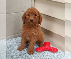 Goldendoodle (Miniature) Puppy for sale in ABBOTSFORD, WI, USA