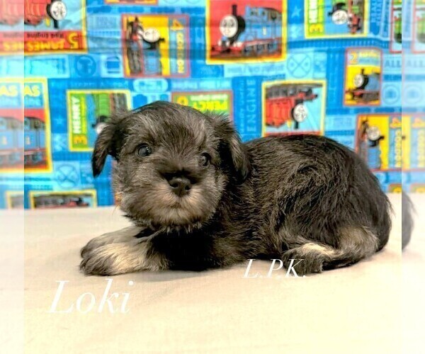 Medium Photo #2 Schnauzer (Miniature) Puppy For Sale in WINNSBORO, LA, USA