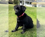 Small #1 Labrador Retriever Mix