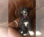 Small Photo #13 Goldendoodle Puppy For Sale in VONORE, TN, USA