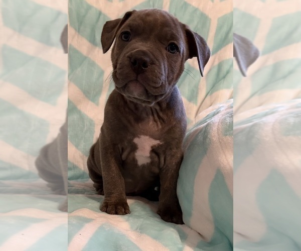 Medium Photo #19 American Bully Puppy For Sale in PALM COAST, FL, USA