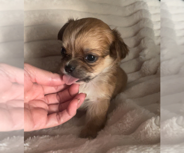 Medium Photo #7 Chihuahua Puppy For Sale in ADAMSVILLE, TN, USA