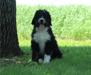 Bernedoodle Puppy for sale in JOICE, IA, USA