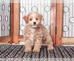 Small Photo #4 Maltipoo Puppy For Sale in NAPLES, FL, USA
