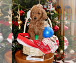 Small Photo #25 Goldendoodle Puppy For Sale in SAINT CLAIR SHORES, MI, USA